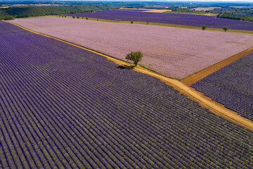 Aerial view of pink and purple Lavender fields in Valensole - large view with sky