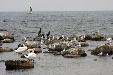 Seevoegel am Meeresufer von Soelvesborg, Schweden, Europa