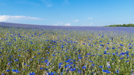 Flowering blue cornflowers in grain field panorama. Centaurea cyanus. Many bluebottles in summer...