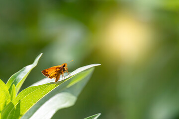 brown moth 9168 MO 08 2020