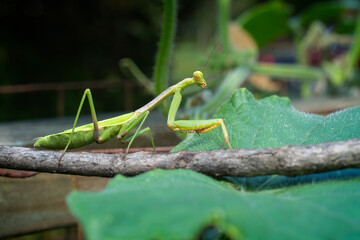 praying mantis 1865 MO 082020