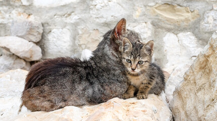 mother cat with kitty in rocks