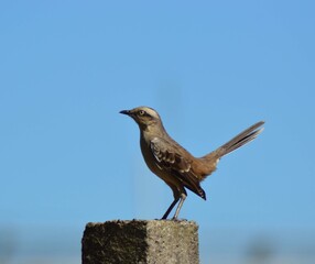 bird on the roof