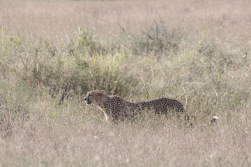 A cheetah stealthily moves through the long grass.