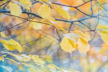 Colorful autumn leaves on a soft background on a sunny day