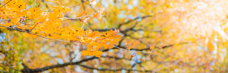Fototapeta na wymiar Colorful autumn leaves on a soft background on a sunny day