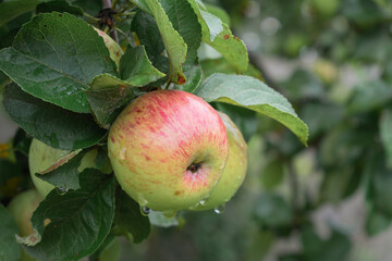 Apples with raindrops on the branches of an Apple tree after the rain. Organic fruit close-up. Selective focus. Copyspace.