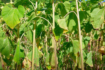 Green leaves of sunflowers in the summer 