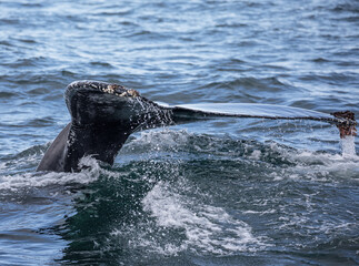 A humpback whales fluke shows unique patterns for each whale.
