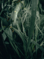 Insecto2