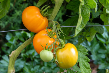 red, colorful and sweet tomatoes growing on the bush, photographed in the garden