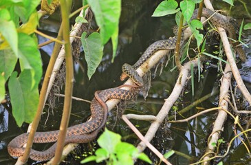 snake couple