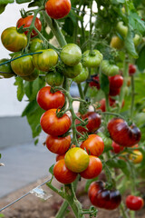 red, colorful and sweet tomatoes growing on the bush, photographed in the garden