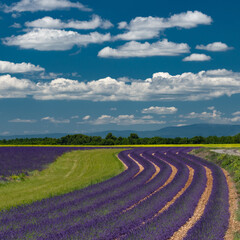 Fototapeta na wymiar Aerial view of green and purple Lavender fields in Valensole - wave curves
