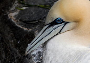 A close up of a beautiful gannet resting on a cliff.