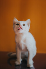 Funny white cat on an orange background. 