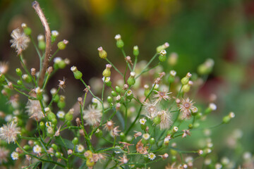 flowers in the grass