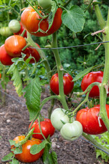 red, colorful and sweet tomatoes growing on the bush, photographed in the garden