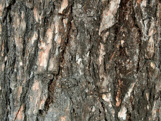 background texture wallpaper using tree bark structure, wood and straw products in Podlasie, Poland