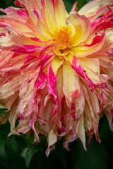 lush garden Dahlia flower close up
