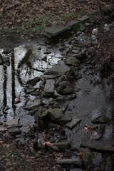 A Line of Rocks in a Shallow Creek in a Dead Forest