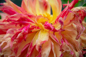 Fototapeta na wymiar lush garden Dahlia flower close up