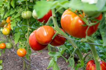 red, colorful and sweet tomatoes growing on the bush, photographed in the garden