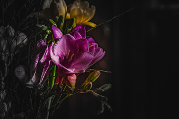 Springtime flowers with black background 