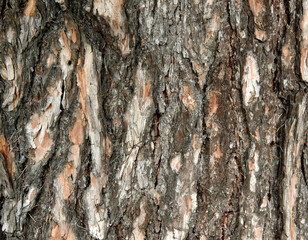 background texture wallpaper using tree bark structure, wood and straw products in Podlasie, Poland
