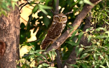 owl on a branch
