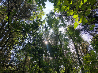 trees in the forest