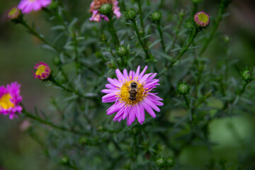 Obraz premium wild wasp sitting on a garden flower close up