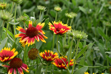 Red and yellow Gaillardia flowers in the garden greenery
