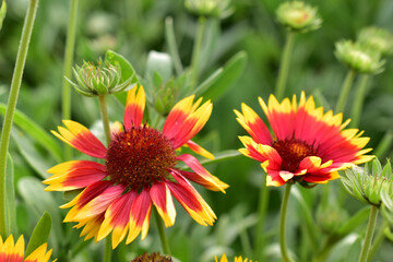 Red and yellow Gaillardia flowers in the garden greenery