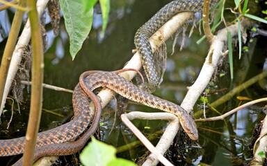 snakes
