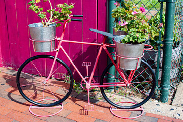Fototapeta na wymiar A vintage bike shaped flower pot holder outside of a fence on the sidewalk in Annapolis. This retro style pink bicycle shaped decorative item holds two buckets with geranium flowers growing in them.