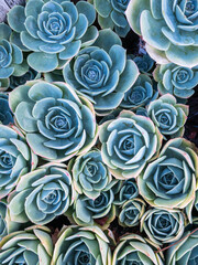 Many Rosette succulents of blue, yellow, green in a close setting. 