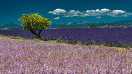 Fototapeta na wymiar View of old tree separating two color Lavender fields in Valensole with clouds