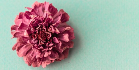 Autumn dry zinnia flowers on light  background. Autumn, fall, thanksgiving day concept. Flat lay,...