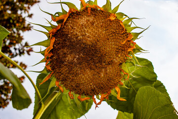 Close up image of a grown up sunflower which is facing down to the ground. Image taken from underneath the flower shows details of the seeds, petals and leaves with bright sunny sky in background.