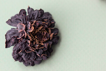 Autumn dry zinnia flowers on light  background. Autumn, fall, thanksgiving day concept. Flat lay, top view, copy space