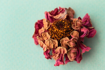 Autumn dry zinnia flowers on light  background. Autumn, fall, thanksgiving day concept. Flat lay, top view, copy space