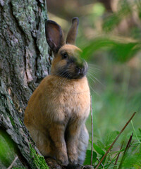 rabbit eats leaf on green grass