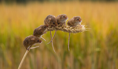 Five harvest Mice on an ear of wheat, Indiana, USA