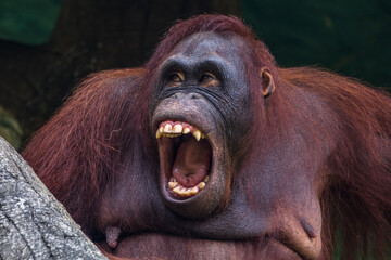 Portrait of a male orangutan with an open mouth, Indonesia
