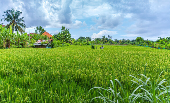 Scarecrow in a paddy field, Ubud, Bali, Indonesia