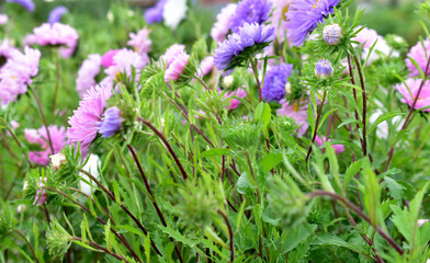 Multicolored Aster flowers in the garden on the background of the garden