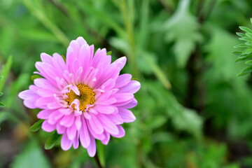 Obraz premium Multicolored Aster flowers in the garden on the background of the garden