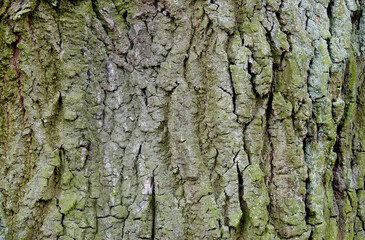 background texture wallpaper using tree bark structure, wood and straw products in Podlasie, Poland