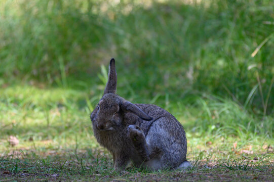 rabbit eats leaf on green grass